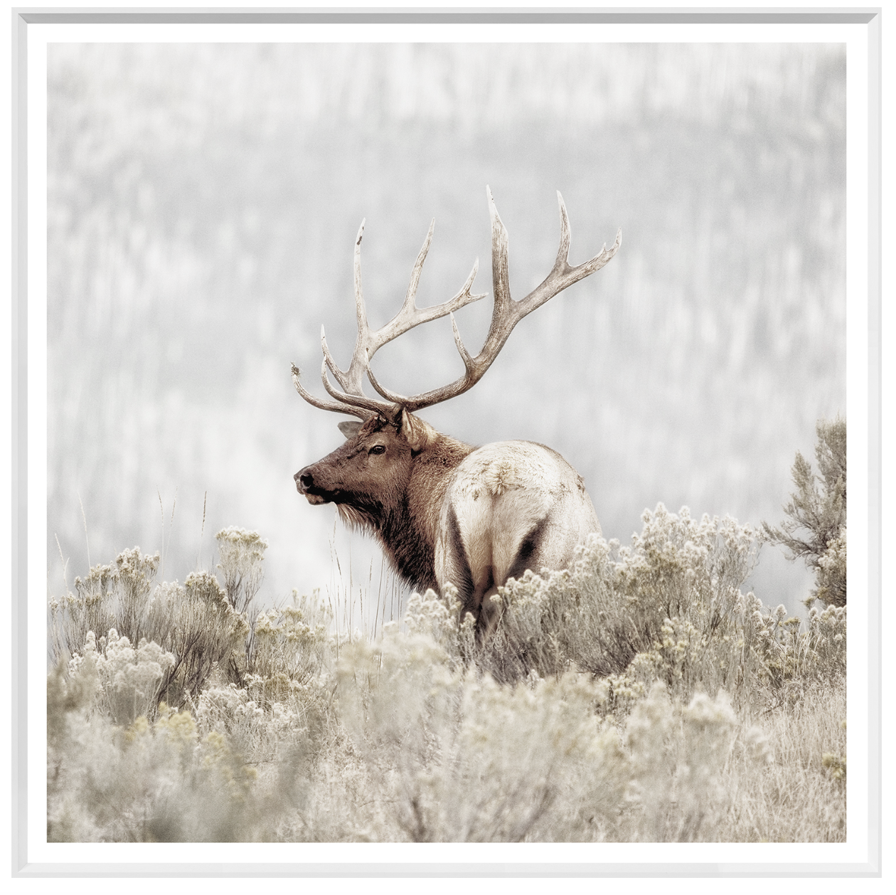 Rocky Mountain Elk