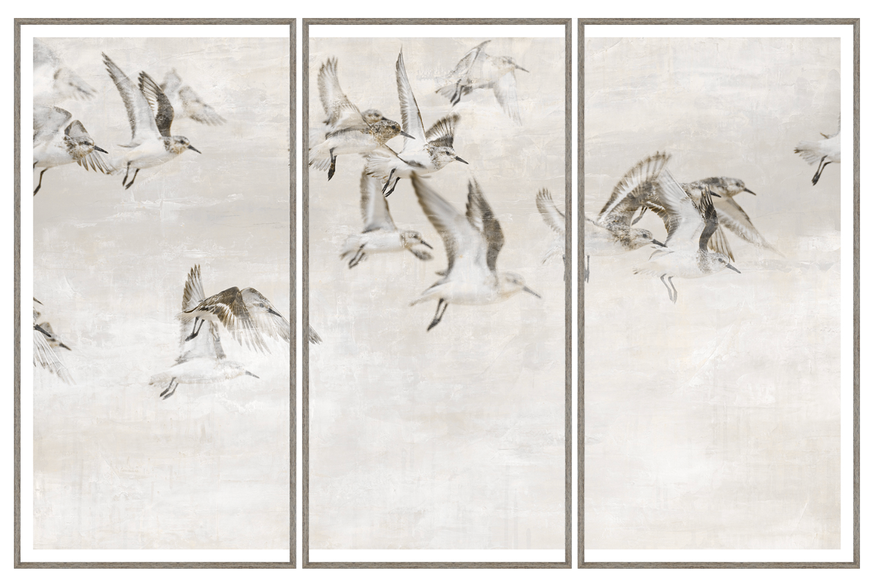 Sandpipers Take Wing