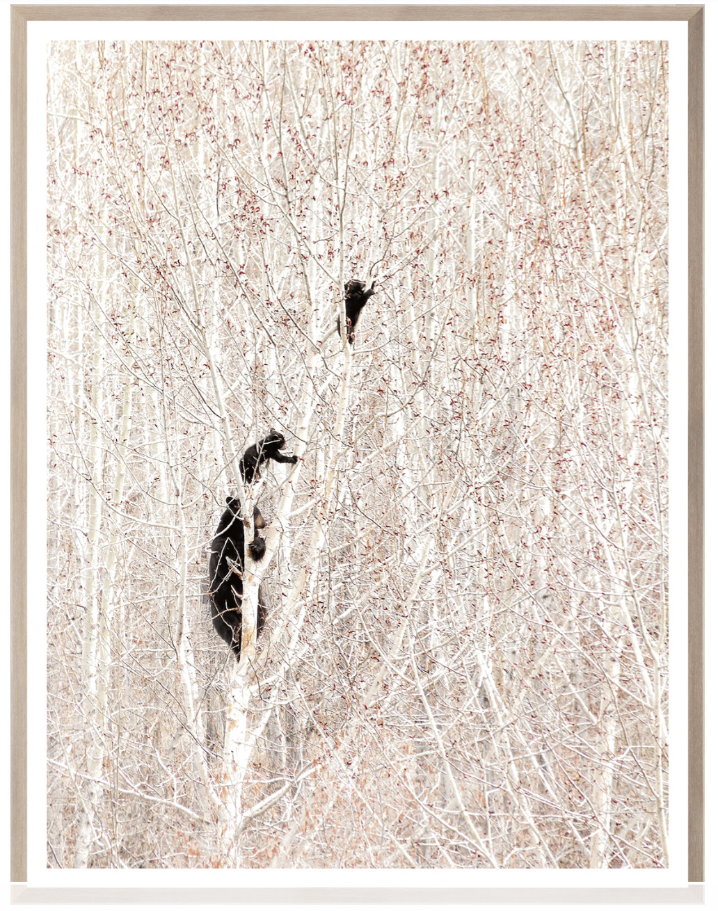 Bears in a Birch Forest