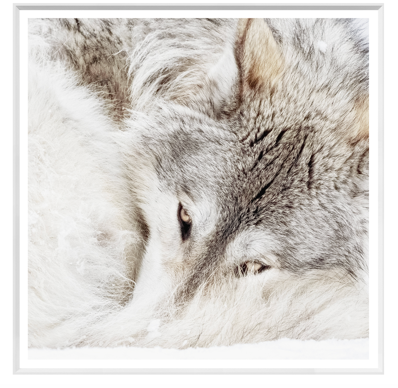 Grey Wolf