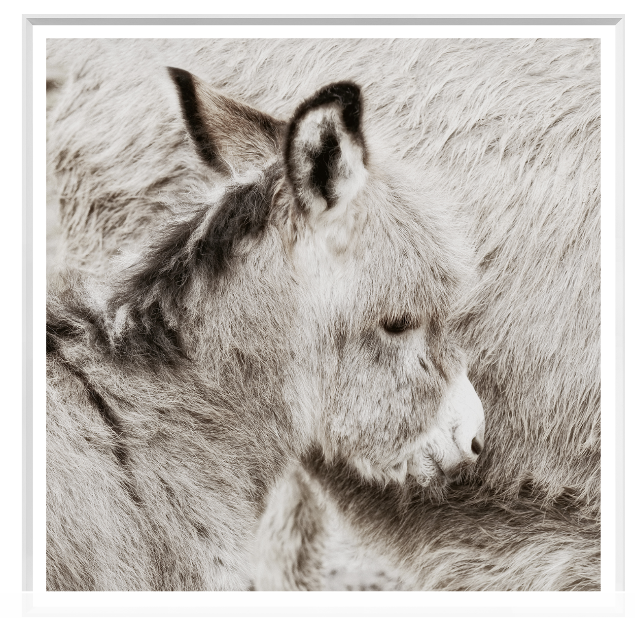 Donkey Foal