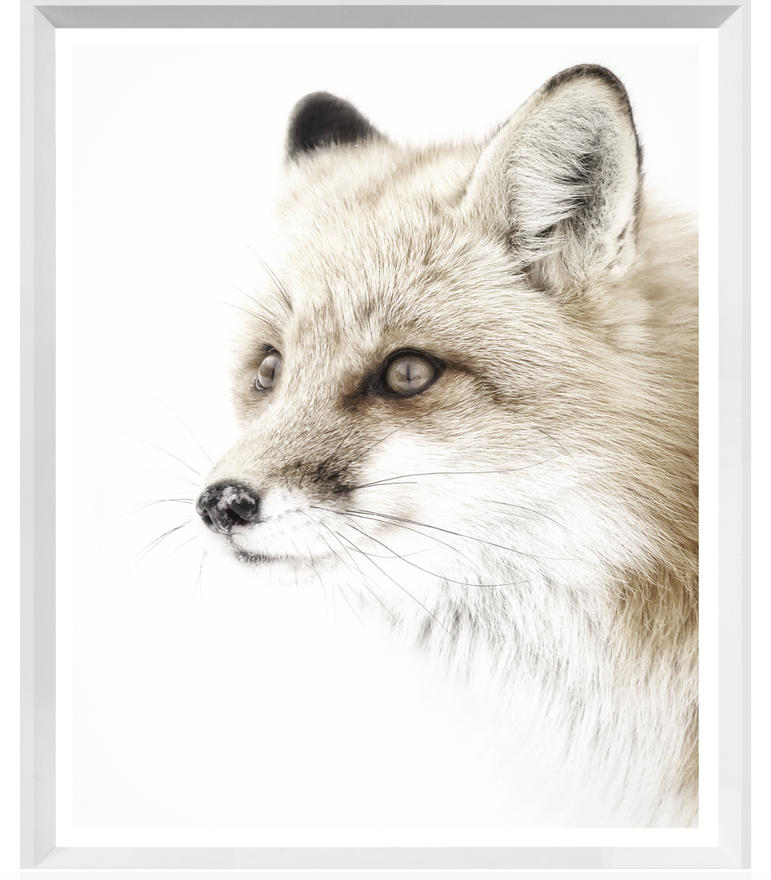 Red Fox