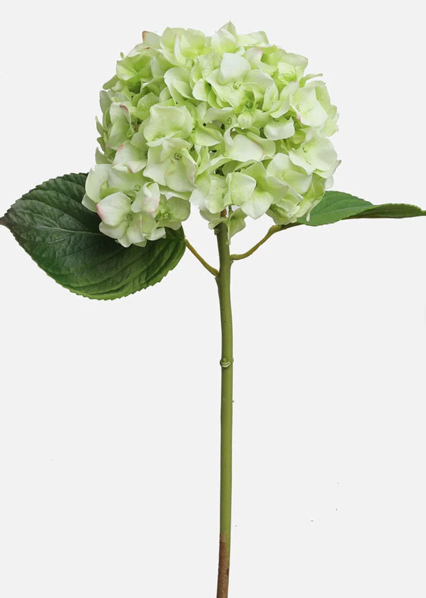 33" Large Head Hydrenga
